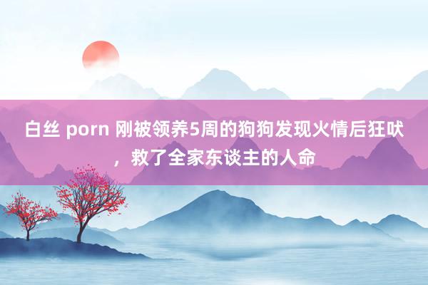 白丝 porn 刚被领养5周的狗狗发现火情后狂吠，救了全家东谈主的人命